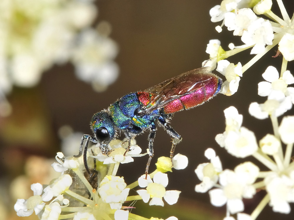 Chrysididae: Chrysis scutellaris